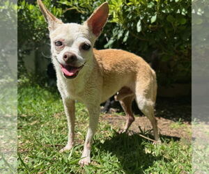 Chihuahua Dogs for adoption in Newport Beach, CA, USA
