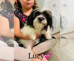 Small Photo #1 Zuchon Puppy For Sale in COOKEVILLE, TN, USA