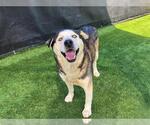 Small #1 Siberian Husky Mix