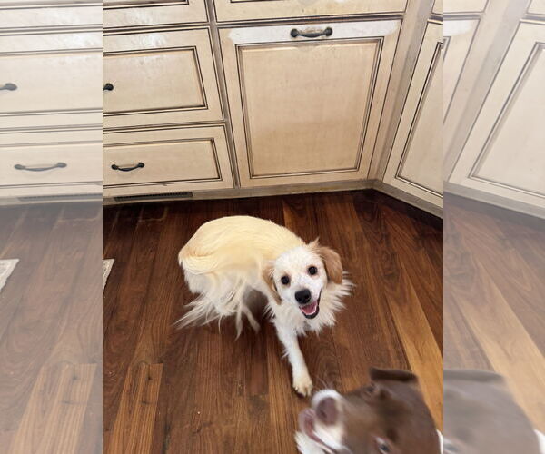 Medium Photo #3 Chihuahua-Unknown Mix Puppy For Sale in Holly Springs, NC, USA