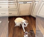 Small #2 Chihuahua Mix