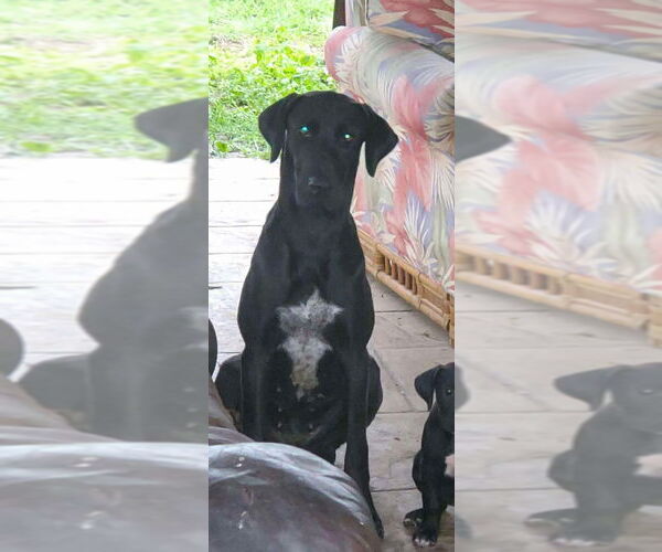 Medium Photo #1 Great Dane Puppy For Sale in Bullard, TX, USA