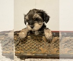 Small Photo #1 Morkie Puppy For Sale in GREENVILLE, NC, USA