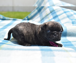 Pug Puppy for sale in PALM COAST, FL, USA