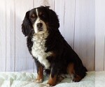 Small Photo #1 Bernese Mountain Dog-Cavalier King Charles Spaniel Mix Puppy For Sale in COATESVILLE, PA, USA