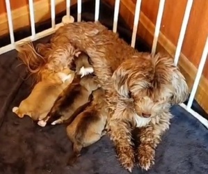 Havanese Litter for sale in ALBION, PA, USA