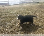 Small #1 Bernese Mountain Dog