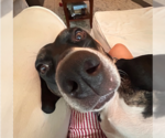 Small #2 Labrador Retriever Mix
