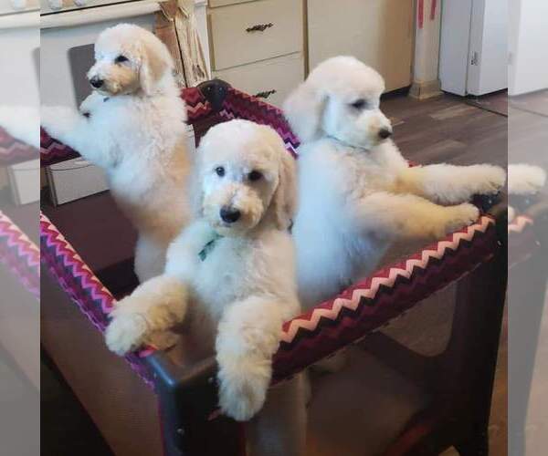 Medium Photo #29 Poodle (Standard) Puppy For Sale in MANCHESTER, MI, USA