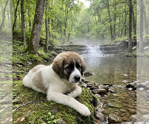 Great Pyrenees Dogs for adoption in Vail, AZ, USA