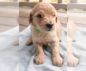 Goldendoodle Puppy for Sale in HARRISON, Arkansas USA