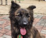 Small Collie Mix