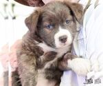 Small #3 Rat Terrier Mix