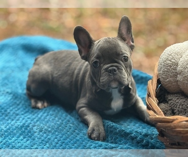 Medium Photo #1 French Bulldog Puppy For Sale in POWHATAN, VA, USA