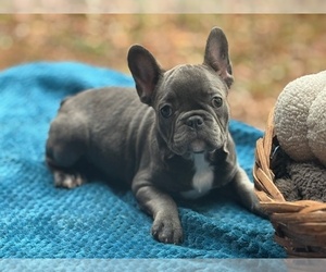 French Bulldog Puppy for sale in POWHATAN, VA, USA