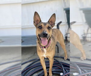 Australian Kelpie-Australian Shepherd Mix Dogs for adoption in Newport Beach, CA, USA
