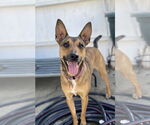 Small Australian Kelpie-Australian Shepherd Mix
