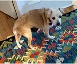 Small #2 Chihuahua