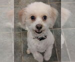 Small #5 Cavachon