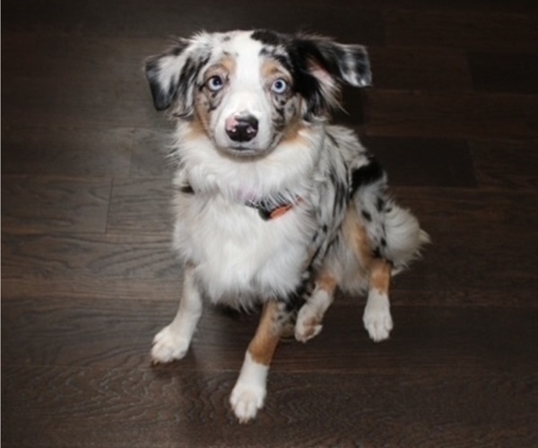 Medium Photo #1 Miniature Australian Shepherd Puppy For Sale in LULING, TX, USA