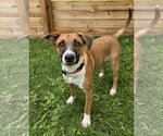Small #4 Basenji Mix