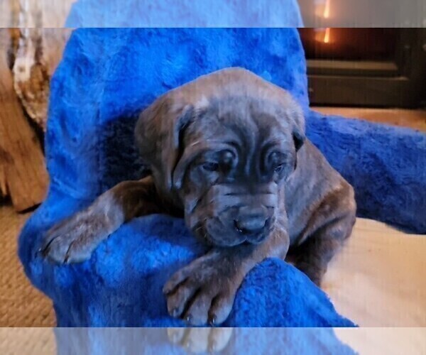 Medium Photo #6 Cane Corso Puppy For Sale in INDIANAPOLIS, IN, USA