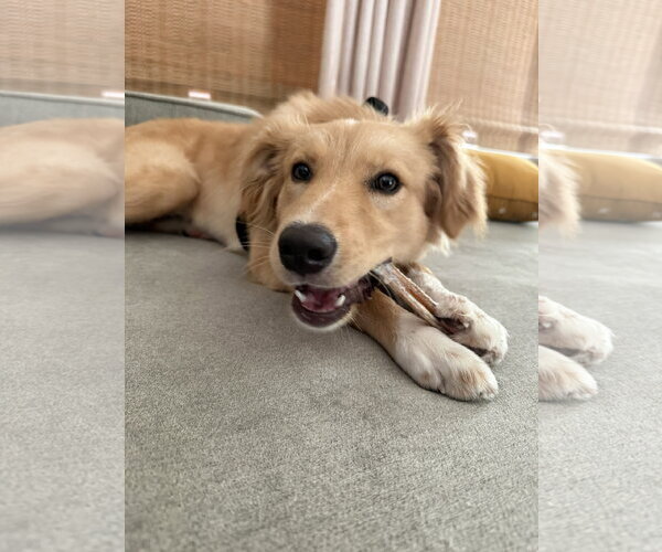 Medium Photo #2 Golden Retriever Puppy For Sale in Dallas, TX, USA