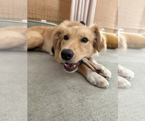 Lilly - Female Golden Retriever Dog for Adoption - Photo #2