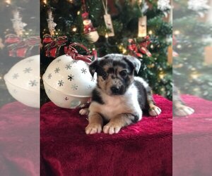 Australian Shepherd Puppy for sale in INDIANAPOLIS, IN, USA