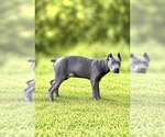 Small #31 Cane Corso