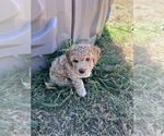 Small Photo #6 Poodle (Toy) Puppy For Sale in SACHSE, TX, USA