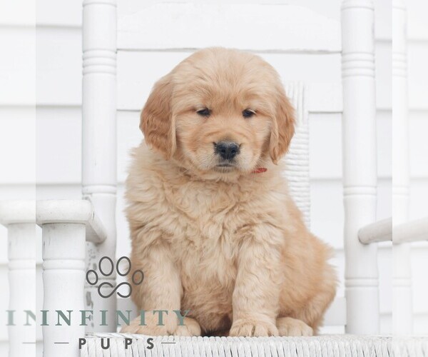 Medium Photo #4 Golden Retriever Puppy For Sale in COATESVILLE, PA, USA