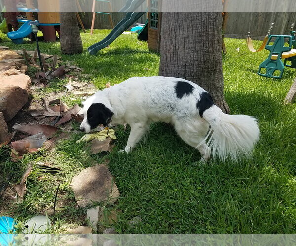Medium Photo #39 Aussie Pyrenees Puppy For Sale in Houston, TX, USA