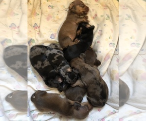 Dachshund Puppy for sale in CHILLICOTHE, OH, USA