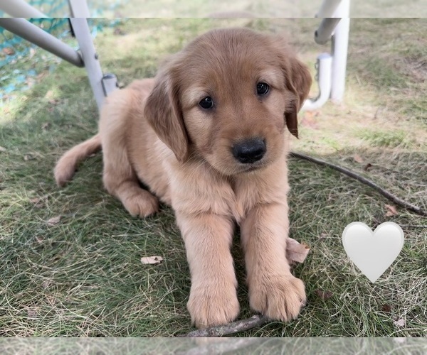 Medium Photo #4 Golden Retriever Puppy For Sale in CHIPPEWA FALLS, WI, USA