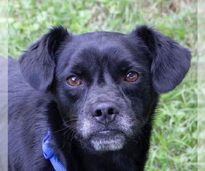 Labrador Retriever-Unknown Mix Dogs for adoption in Canton, CT, USA