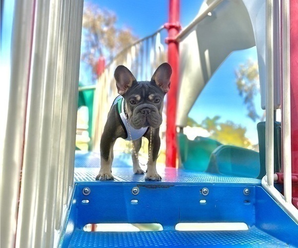 Medium Photo #6 French Bulldog Puppy For Sale in GUILFORD, CT, USA