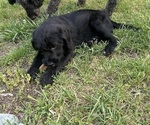 Small #12 Labradoodle