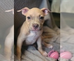 Puppy Winnie American Bully