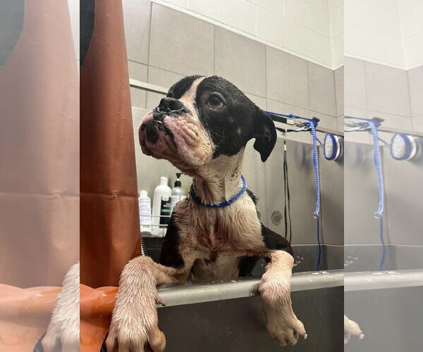 Medium Photo #21 Boxer Puppy For Sale in Burnsville, MN, USA