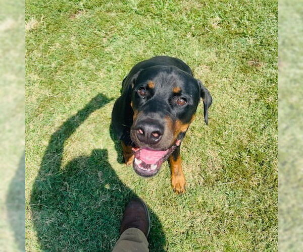 Medium Photo #2 Rotterman Puppy For Sale in Claremore, OK, USA