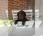 Puppy Puppy 12 gray Labrador Retriever