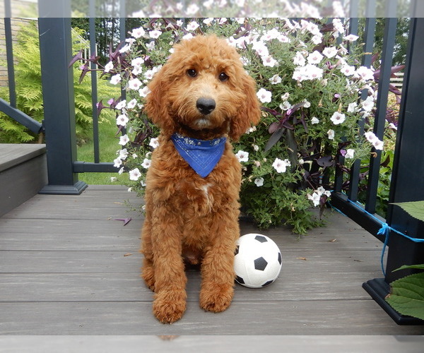 Medium Photo #1 Goldendoodle (Miniature) Puppy For Sale in WOOSTER, OH, USA