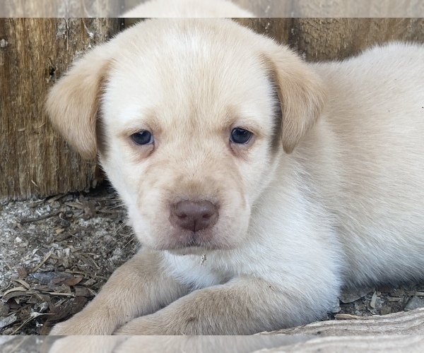 Medium Photo #5 Labrador Retriever Puppy For Sale in LAWRENCEBURG, TN, USA