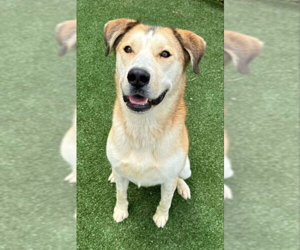 Medium Photo #1 Alaskan Malamute-German Shepherd Dog Mix Puppy For Sale in Ball Ground, GA, USA