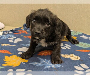 Mutt Dogs for adoption in Moreno Valley, CA, USA