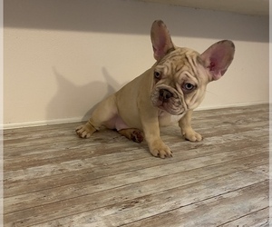 French Bulldog Puppy for sale in CHICAGO, IL, USA