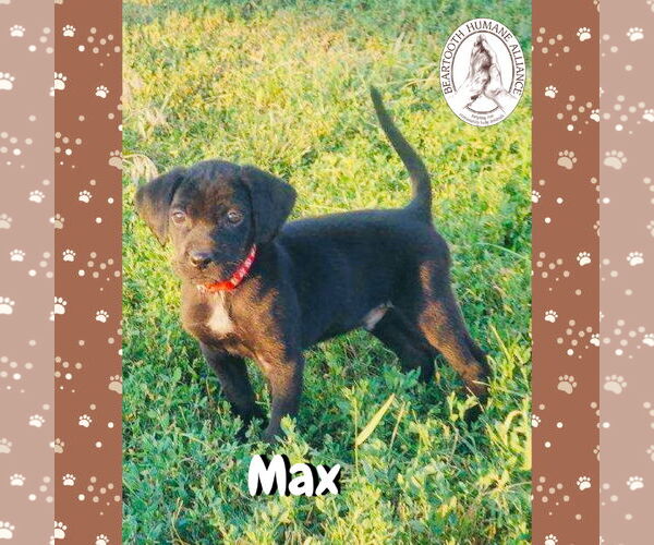 Medium Photo #3 Treeing Walker Coonhound-Unknown Mix Puppy For Sale in Red Lodge, MT, USA
