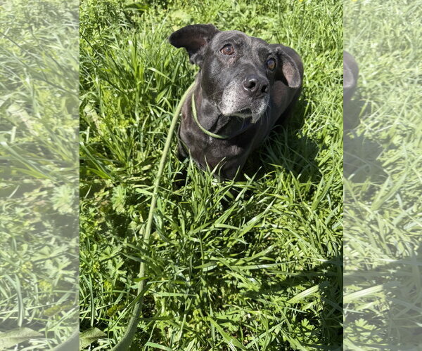 Medium Photo #2 Labrador Retriever Puppy For Sale in Jackson, MS, USA