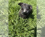 Small #1 Labrador Retriever